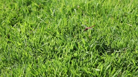 Ldragonfly on green grass Stock Footage 65448389