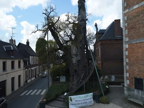 Le Chêne Chapelle The Chapel Tree in Allouville-Bellefosse Stock Footage 75631150