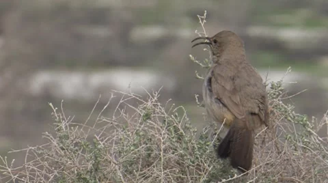 Le Conte's Thrasher 2 Stock Footage 8510501