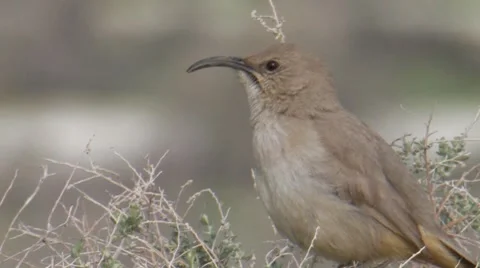 Le Conte's Thrasher 4 Video stock 8510535
