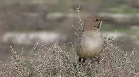 Le Conte'sThrasher 1 Stock Footage 8510516