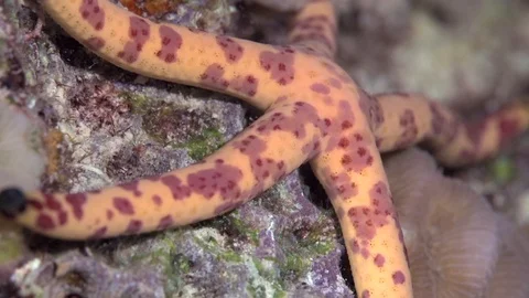 Leach's sea star (Leiaster leachi)  in coral of Red sea Sudan Umbria. Stock Footage