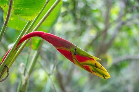 The lead ant is captured in sharp focus of a Heliconia rostrata Foto stock