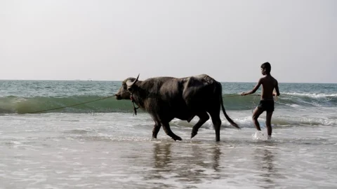 Lead the Buffalo on a rope in the sea waves. Bathe a cow in the ocean. Stock Footage 117719625