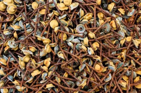 Lead head nails Stock Photos