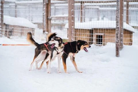 Lead Husky Dogs with Pulling Harness Ready to Deploy the Dog Sled Stock Photos
