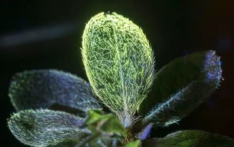 Lead lit by ultraviolet blacklight Stock Photos