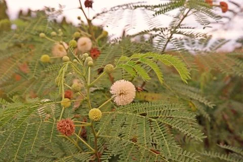 Lead tree, horse tamarind a small fast growing plant Stock Photos