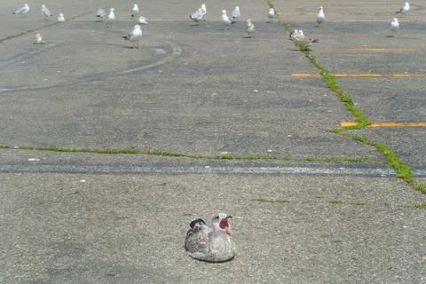 Leader of Gulls Stock Photos