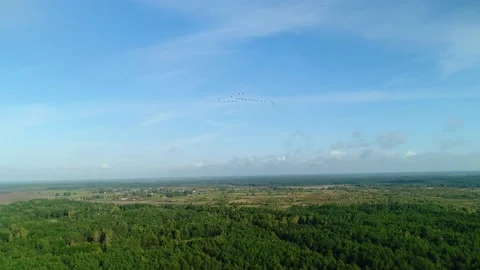The leader leads a flock of cranes during the migration of birds to the south. Stock-Footage 209157308