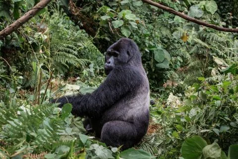 The leader of a pack of gorillas, silver back poses in the depths of the jungle Stock Photos