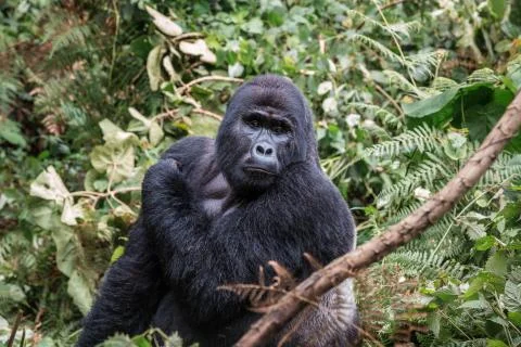 The leader of a pack of gorillas, silver back poses in the depths of the jungle Stock Photos