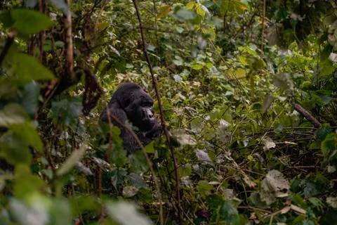 The leader of a pack of gorillas, silver back in the depths of the jungle Stock Photos