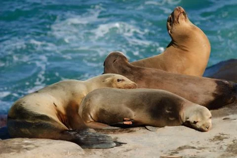 Leader Of the Pack Stock Photos