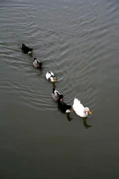 The Leader Stock Photos