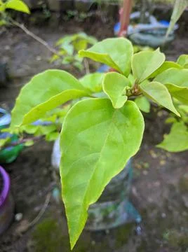 Leadgreen Foto stock