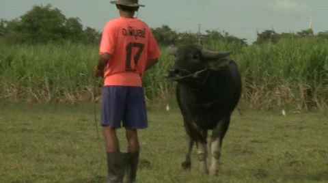 Leading the buffalo Stock Footage 483441