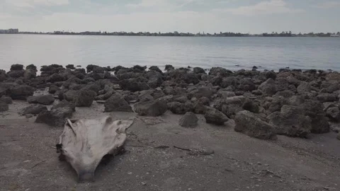 Leading line out of Flat wide piece of drift wood on Florida  beach sand Stock Footage 260636595