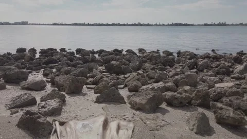Leading line out of Flat wide piece of drift wood on Florida  beach sand Stock Footage 260644248
