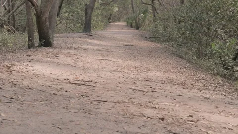 Leading lines down a long straight dirt pathway. Green grass and trees Stock Footage 269550369