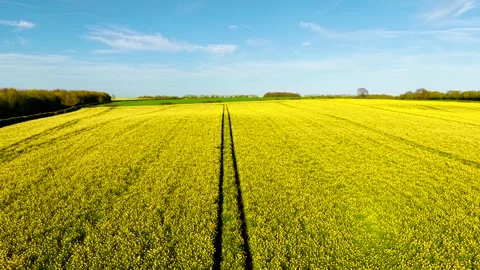 Leading tractor tracks cutting through vast rapeseed field toward horizon under 库存影片 334662884