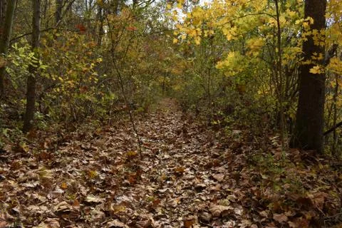 A leading trail of fall Foto stock