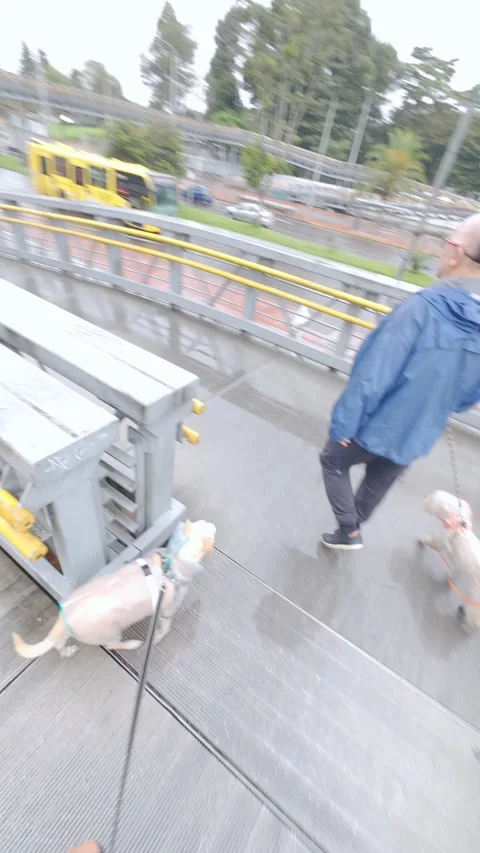 Leading two small dogs and descending from the pedestrian bridge in rainy day 動画素材 338365033