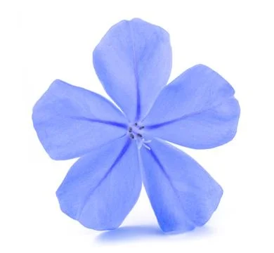 Leadworth flower Stock Photos