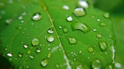 Leaf 002 Stock Footage 11347837