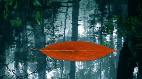 Leaf 003 Stock Footage 329976