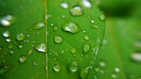 Leaf 003 Stock Footage 11347971