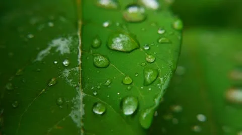 Leaf 004-1 Stock Footage 11348167