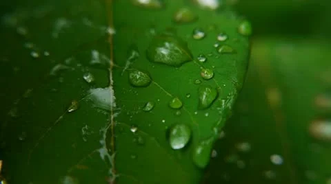 Leaf 004-2 Stock Footage 11348248