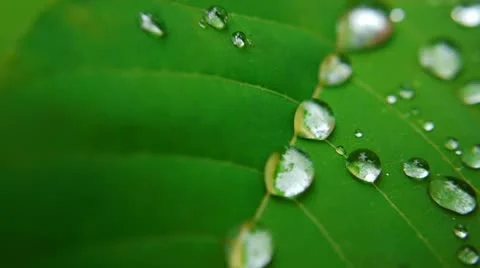 Leaf 005-1 Stock Footage 11348356