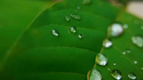 Leaf 005-2 Stock Footage 11354772