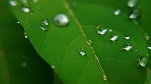 Leaf 008 Stock Footage 11354890