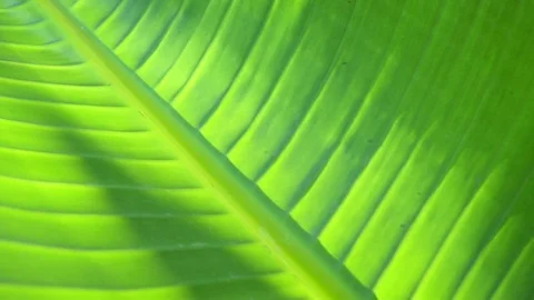 Leaf 01 Video stock 96752991