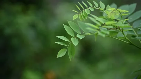 LEAF 01 Stock Footage 232924292