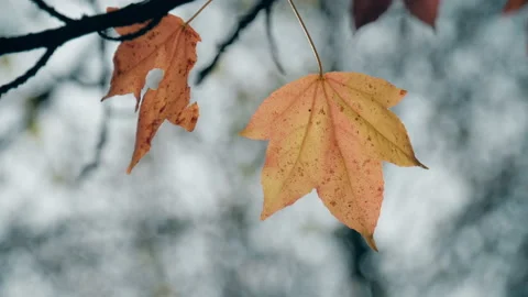 Leaf 04. Autumn/winter scene with two orange/yellow leaves.  4K Locked Tripod Stock Footage 140190307
