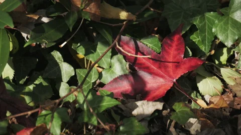 Leaf 08. A fallen deep red autumn-fall leaf on an ivy plant. 4K Locked Tripod Stock Footage 140198135