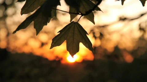 Leaf 1 Stock Footage 726559