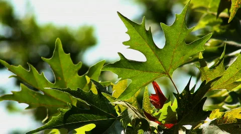 Leaf 1 Video stock 859591