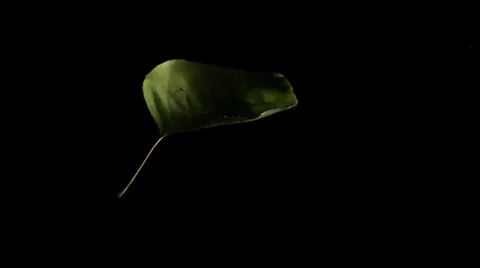 Leaf 1 Stock Footage 32202549
