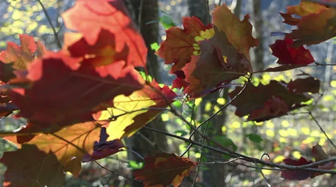 Leaf 10 Stock Footage 33127847