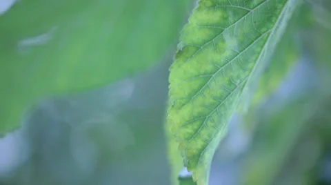 Leaf - 1080p HD Stock Footage 34999433