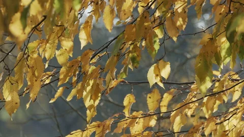 Leaf 11. Close up of sunlit yellow-green autumn leaves swaying. 4K Locked Tripod Stock Footage 140202007