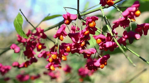 Leaf 11 Stock Footage 33420104