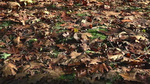 Leaf 12 Stock Footage 33126111
