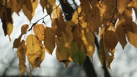Leaf 13. Close up of sunlit orange-yellow autumn-fall leaves. 4K locked tripod Stock Footage 140206460
