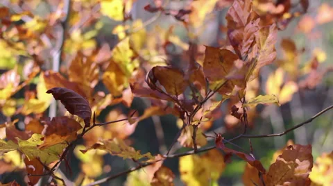 Leaf 13 Video stock 33125773